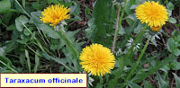 Cancer breast natural medicine Cancer breast natural medicine