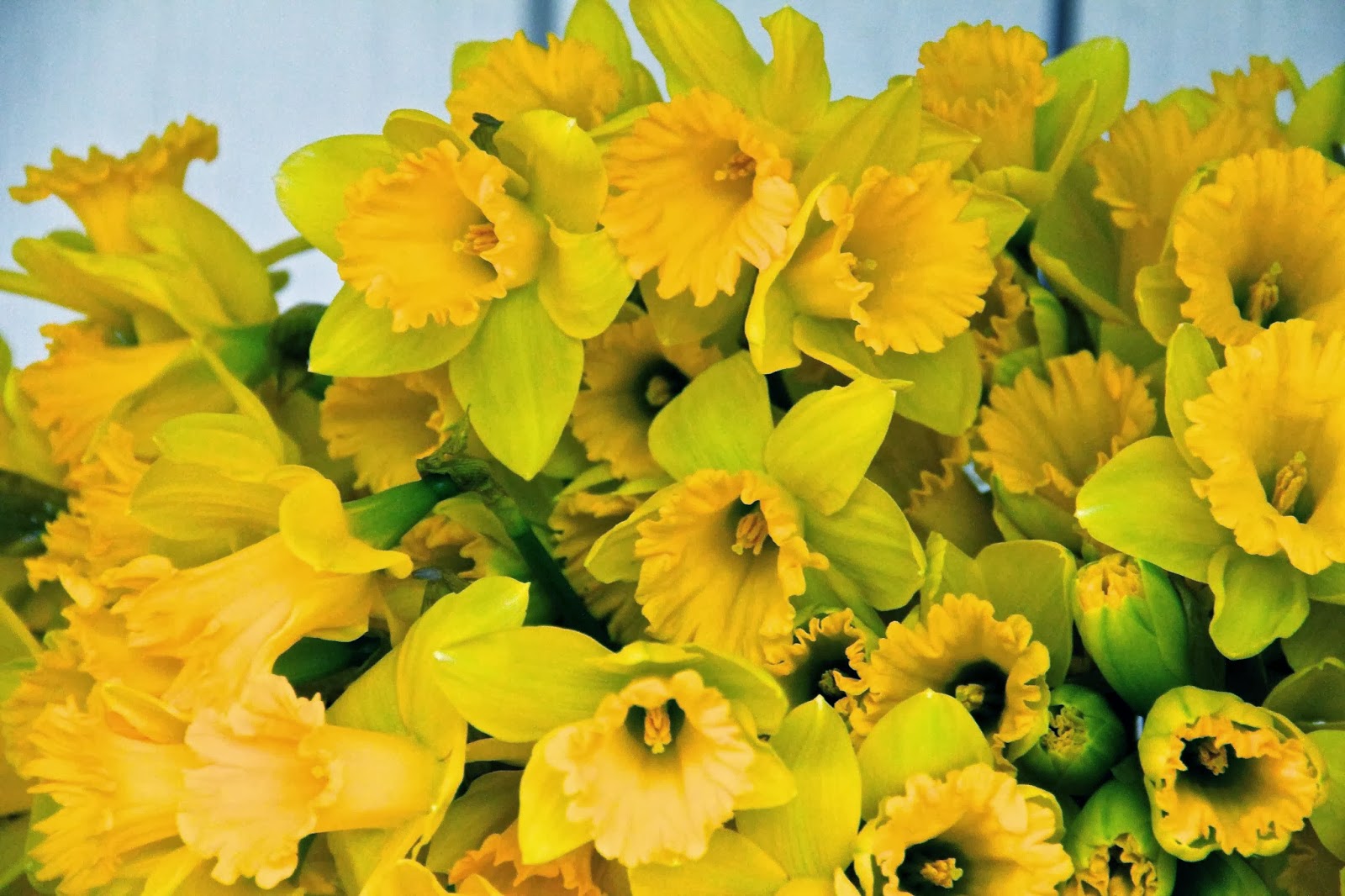 The daffs are in the details… - SPLENDID MARKET