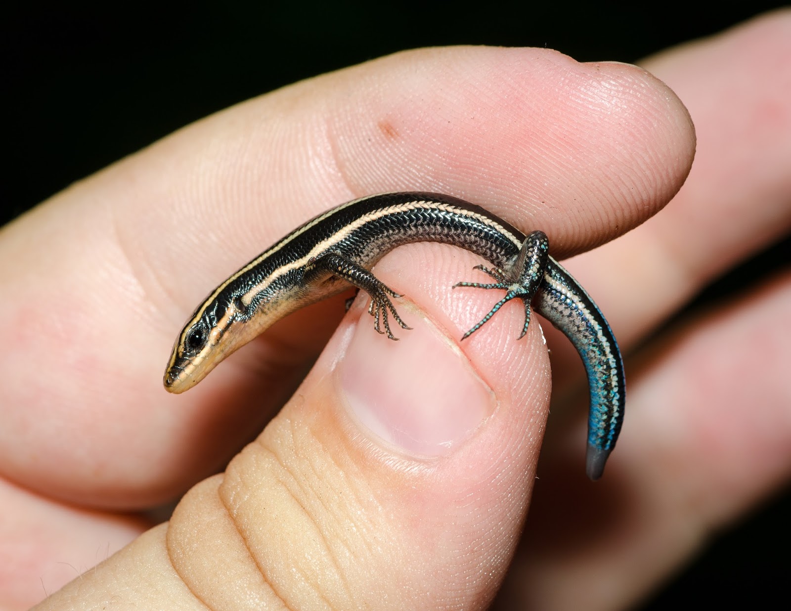 Baby Common Five-Lined Skink