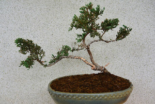 bonsai, bonsai wiring, Bonsai shaping,Bonsai learning, Bonsai guide, bonsaimaking easy, Bonsai training, bonsai types, bonsai styles, bonsai stepbystep,bonsai do it yourself,DIY bonsai,easy making bonsai,onlinebonsai learing,onliine bonsai classes,simplebonsai,self learing of bonsai, bonsai learning at home,bonsai by yourself, bonsai shaping and wiring