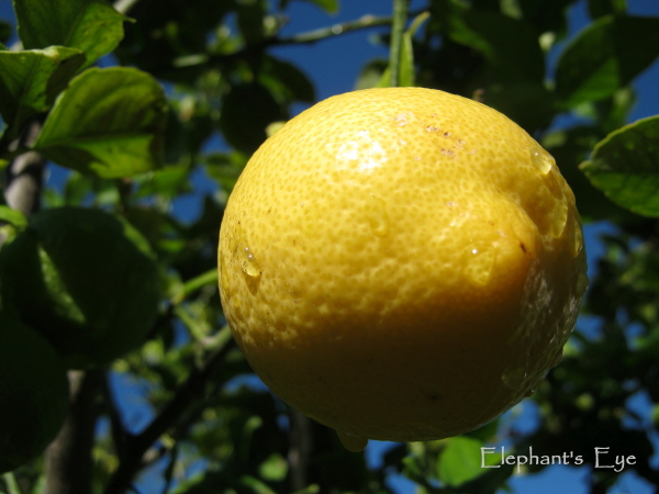 I can always pick a lemon from our tree