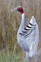 birds crane sarus bird wild flying non indian cranes australian migratory tallest india australia brolga nationalgeographic species animals photographs week