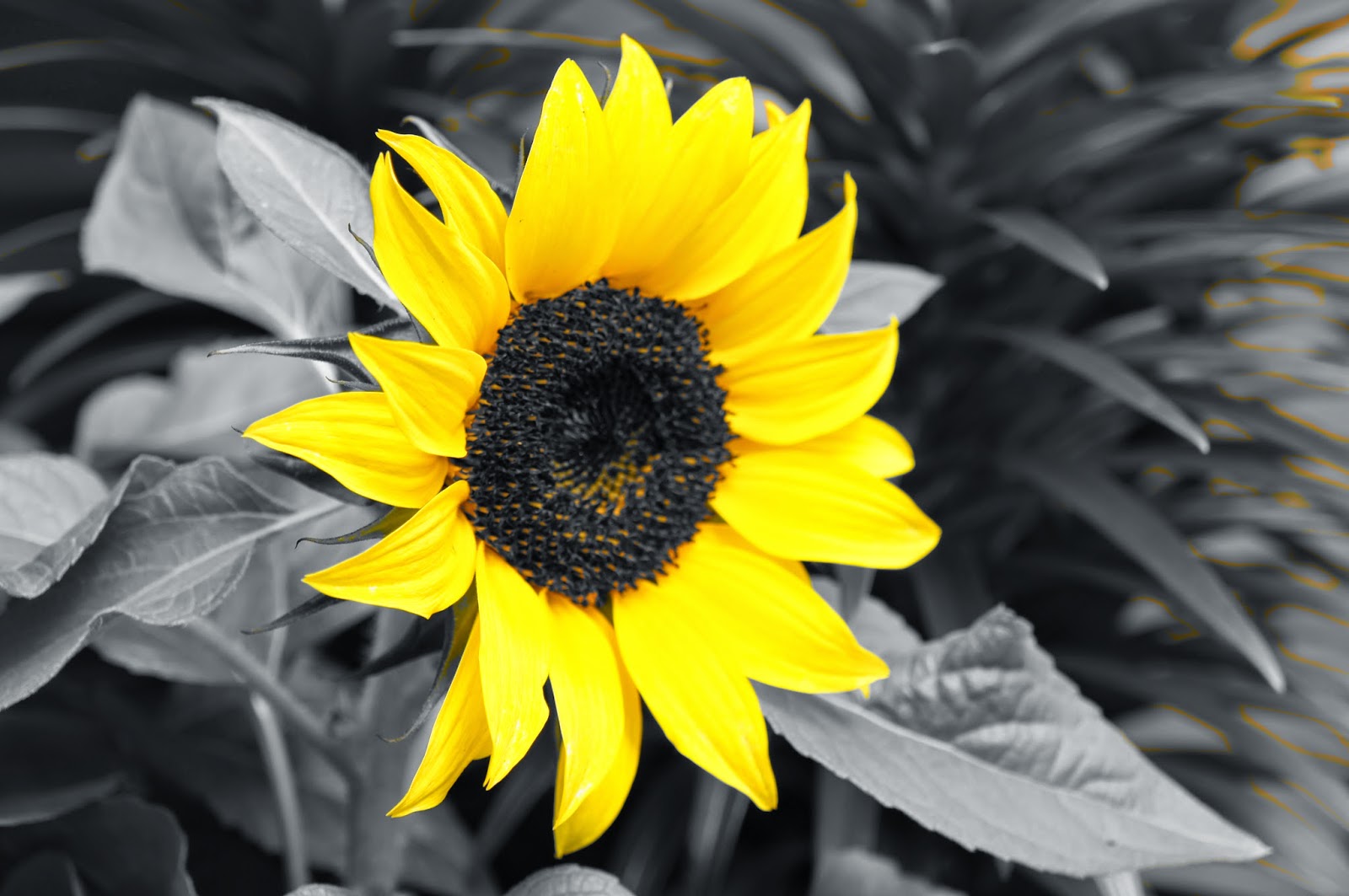 100 flowers royalty free pictures