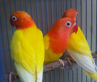 Foto lutino Mata Merah Bandar Kicau Mania Foto lutino Mata Merah Bandar Kicau Mania