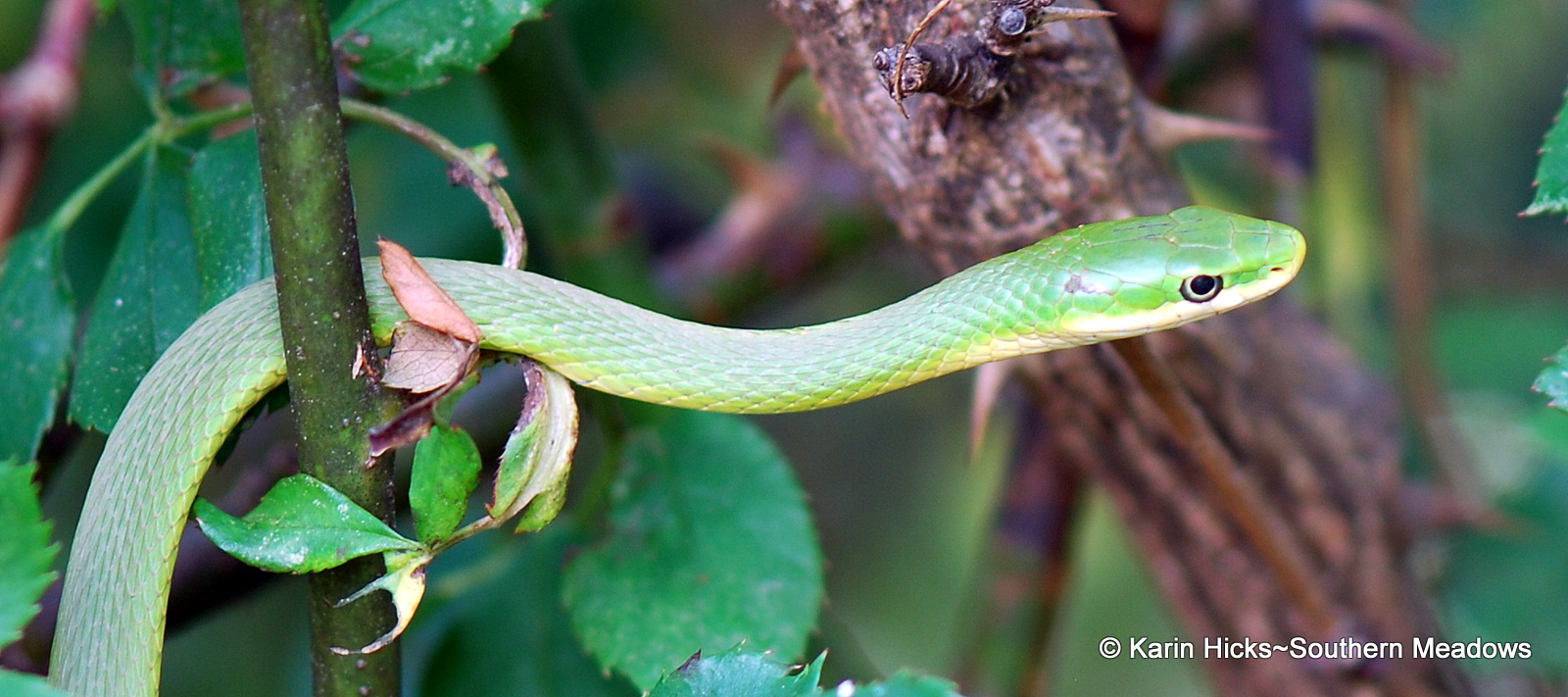 You want snakes in your garden. Yes, you really do!