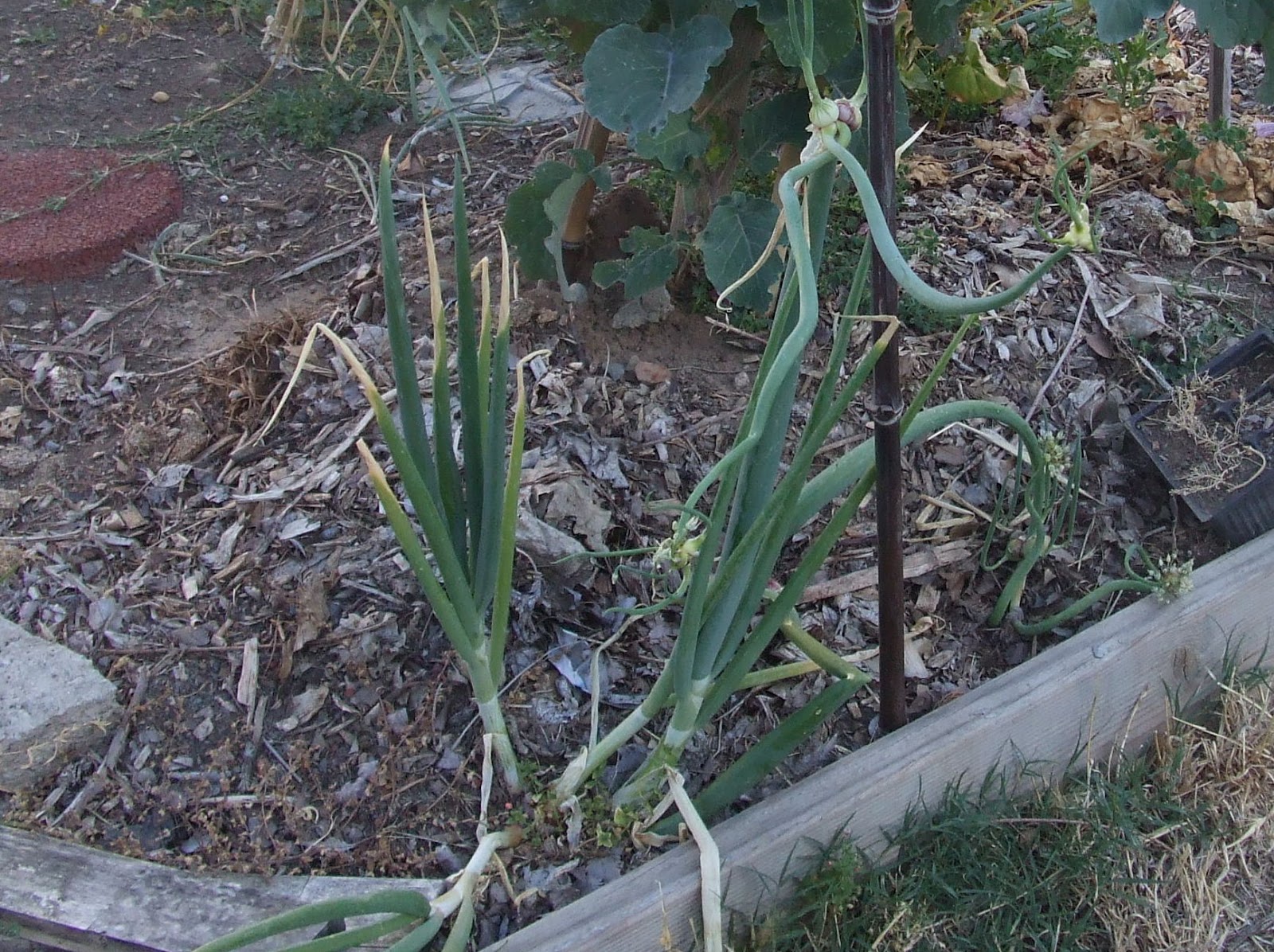 dangerous compassions Egyptian walking onions