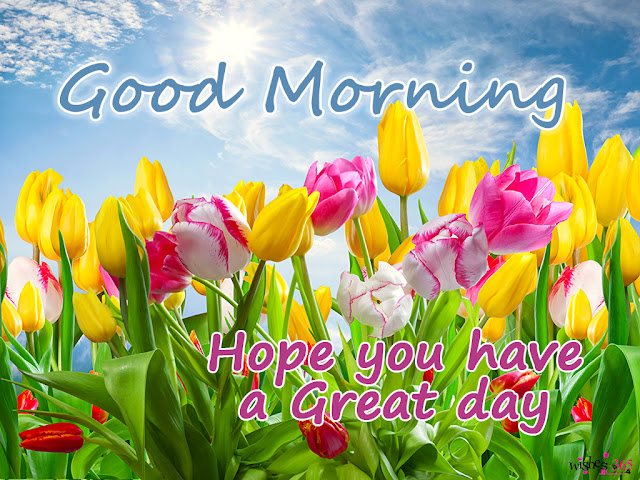 best good morning images hd have a lovely day with pink yellow flowers