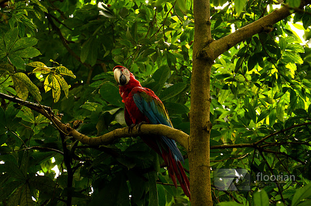 Egzotyczne zwierzęta w Randers Regnskov - Tropical Zoo w Danii