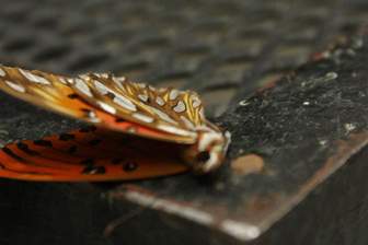 Mariposa muerta Mariposa muerta