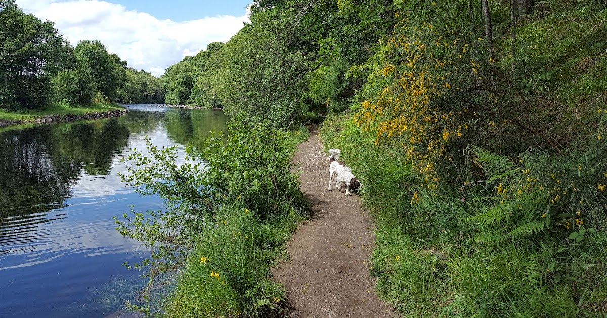 Neil's Hillwalking Exploits Crieff Laggan Hill and Tom a'Chasteil and
