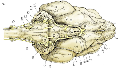 Мозг собаки отделы. Головной мозг собаки. Мозг собаки анатомия. Обонятельный мозг собаки. Базальная поверхность головного мозга собаки.