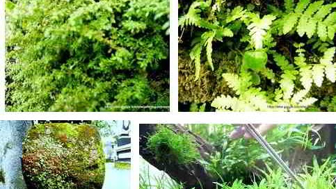 Tanaman Aquascape Di Sekitar Kita Hidup Liar Untuk Hiasan