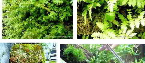 Tanaman Aquascape di Sekitar Kita Hidup Liar untuk Hiasan