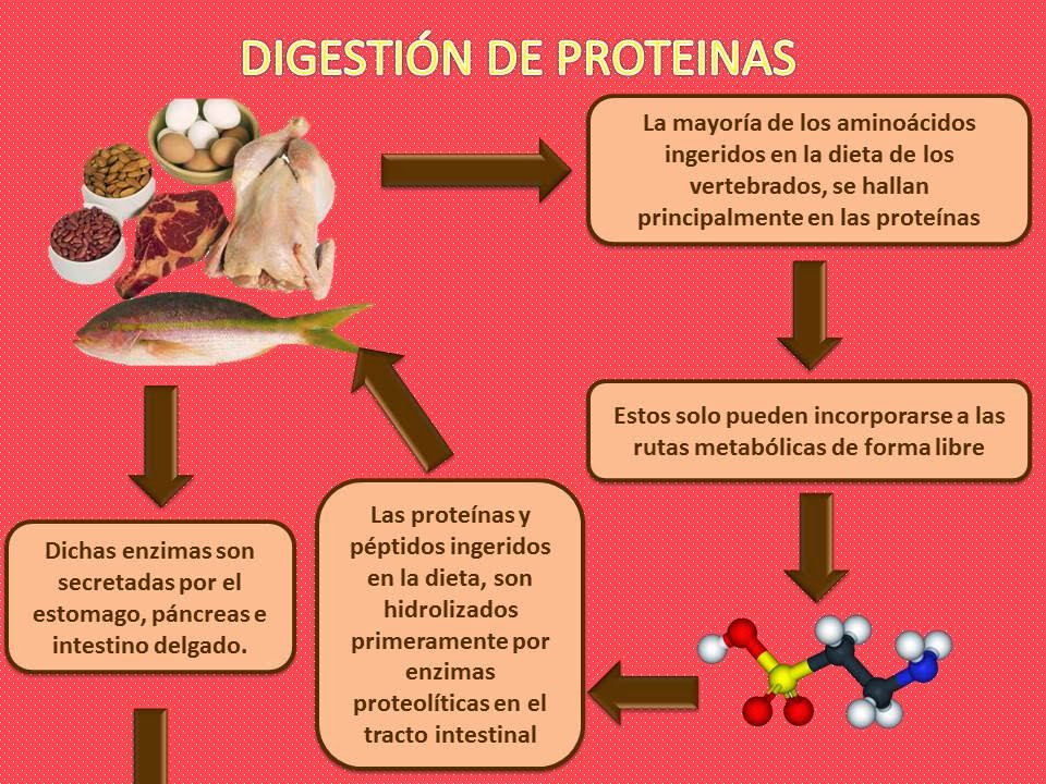 Blog de Fisiología, UAS, Valeria Medel García : DIGESTIÓN DE PROTEÍNAS