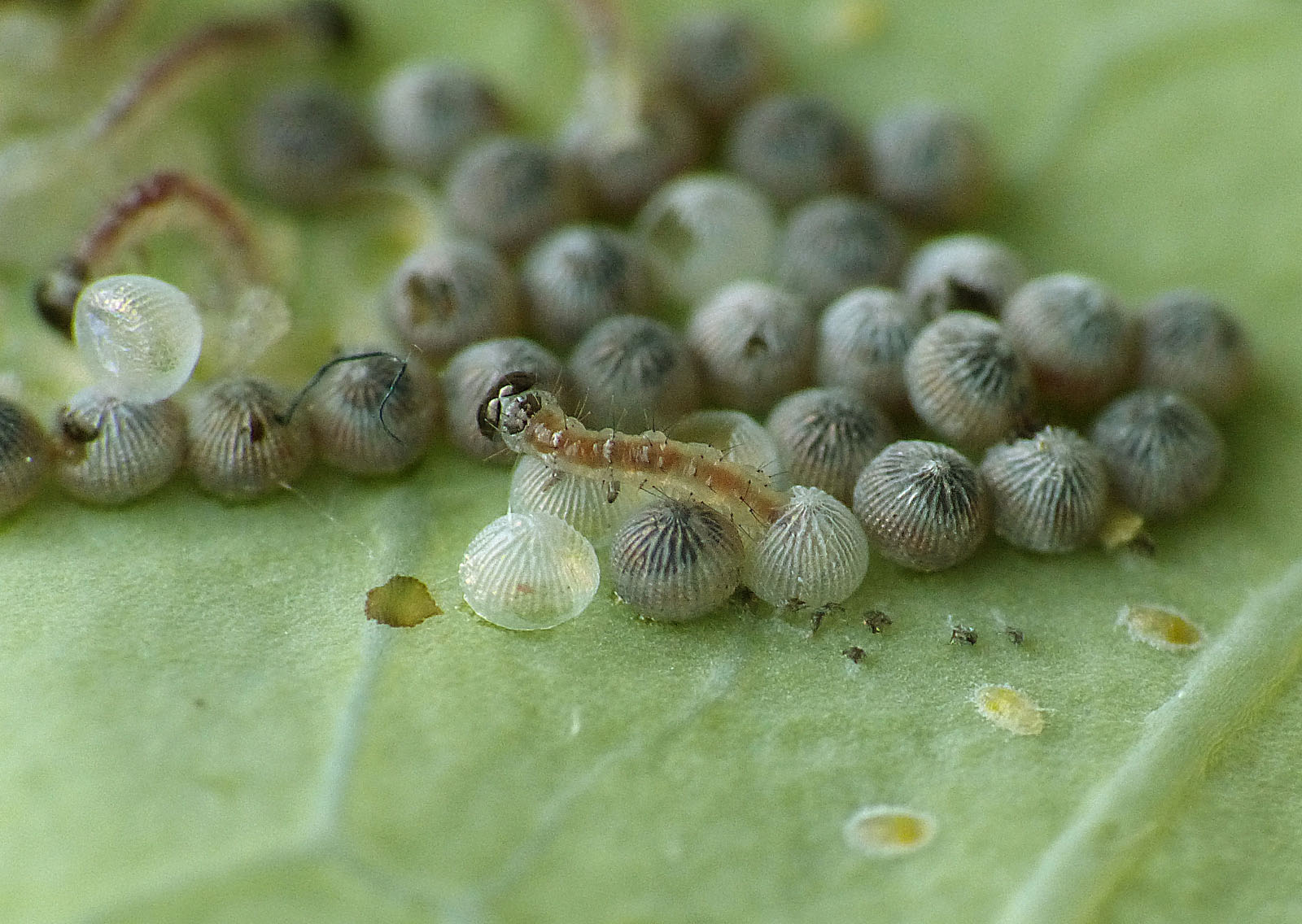 Charlie's moths of Calderdale. NOCTUIDS 267 313