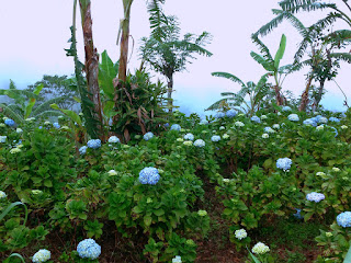 Natural Flower Garden Deciduous Shrub Hydrangea Macrophylla At Munduk Village North Bali