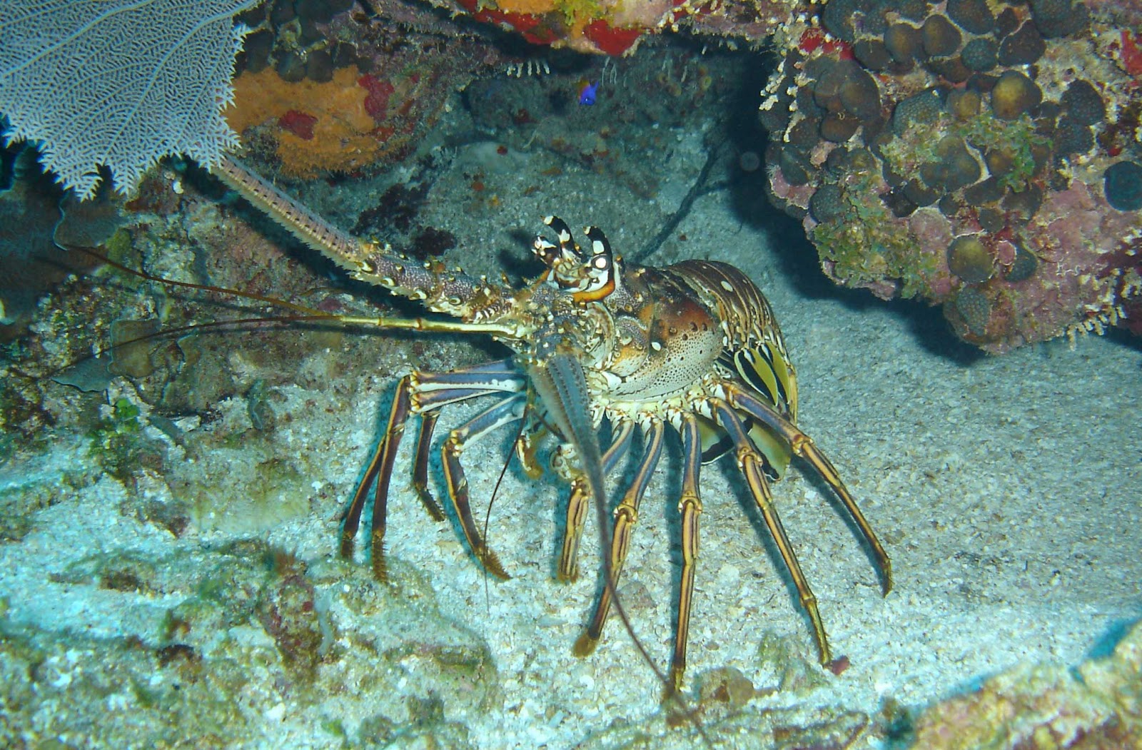 Lobster The Biggest Animals Kingdom