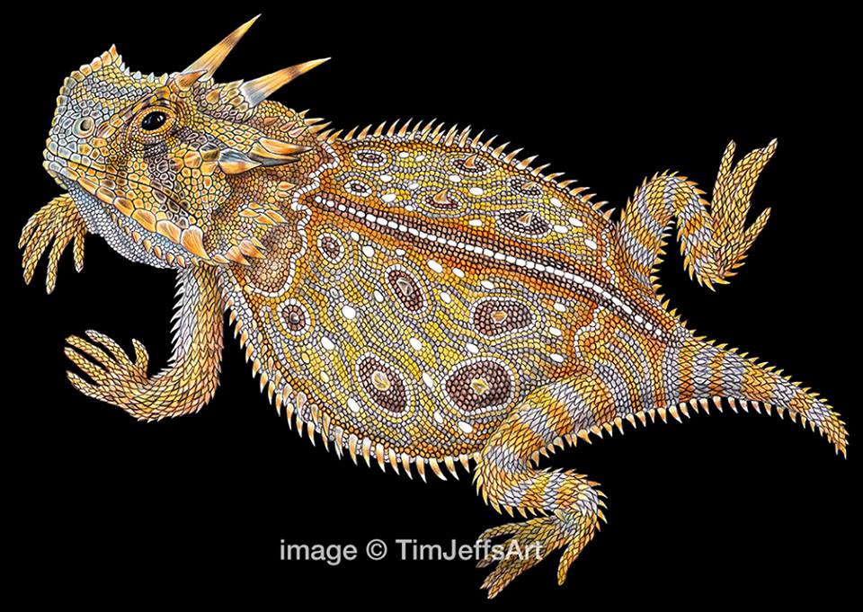 Tim Jeffs Art Color Drawings