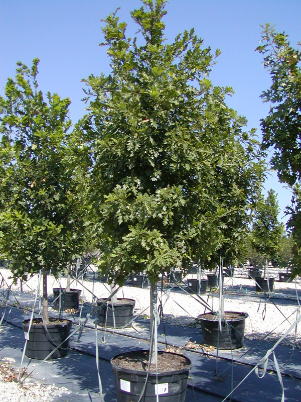 COHorts What Size Tree Should I Plant?