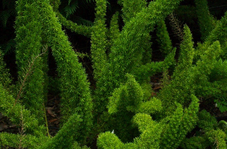 Florez Nursery Asparagus densiflorus 'Myersii'