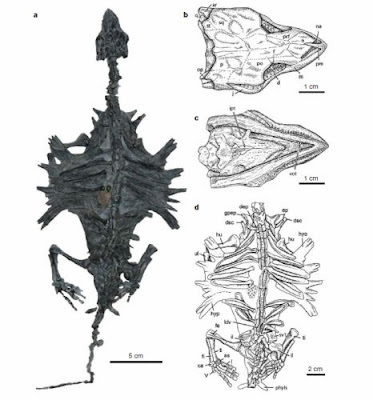 esqueleto de Odontochelys