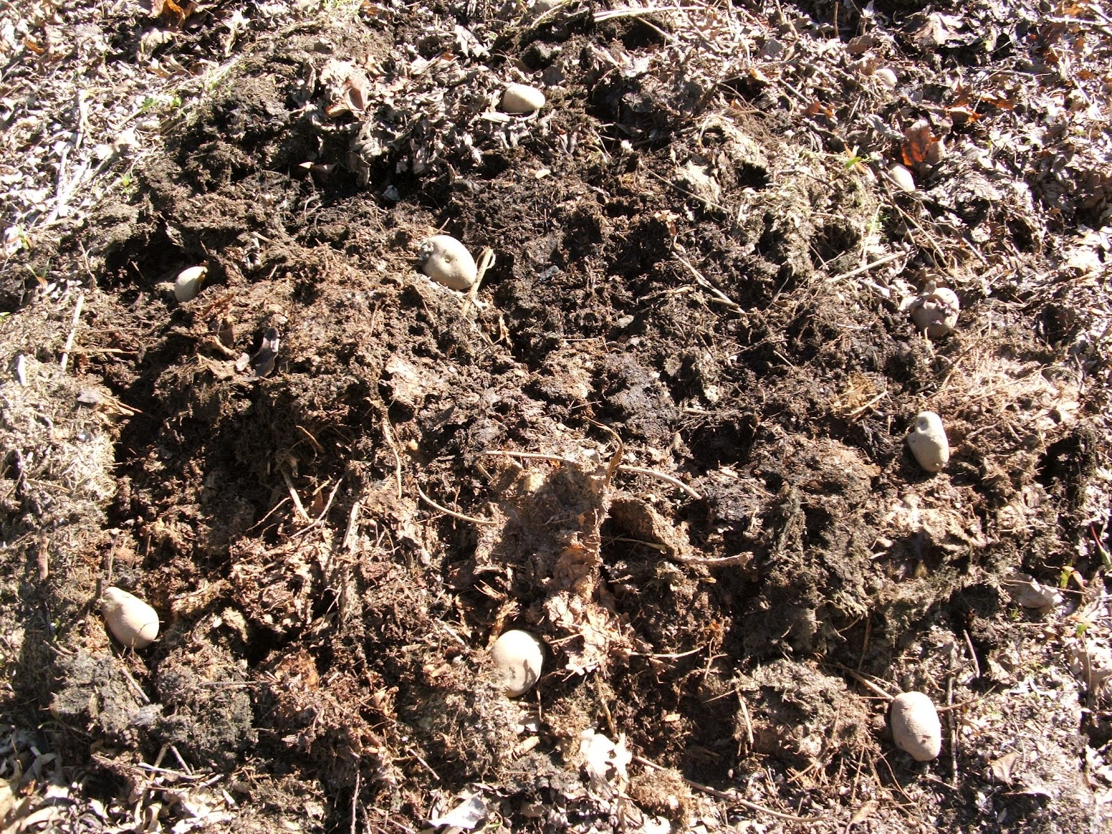 God's Growing Garden Planting Potatoes in a Compost Pile??