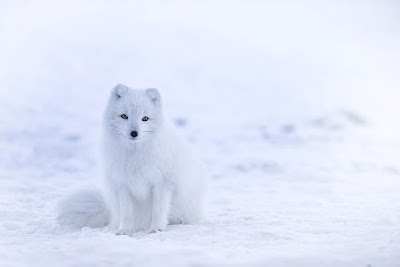 Arctic Fox - Animal Mimicry