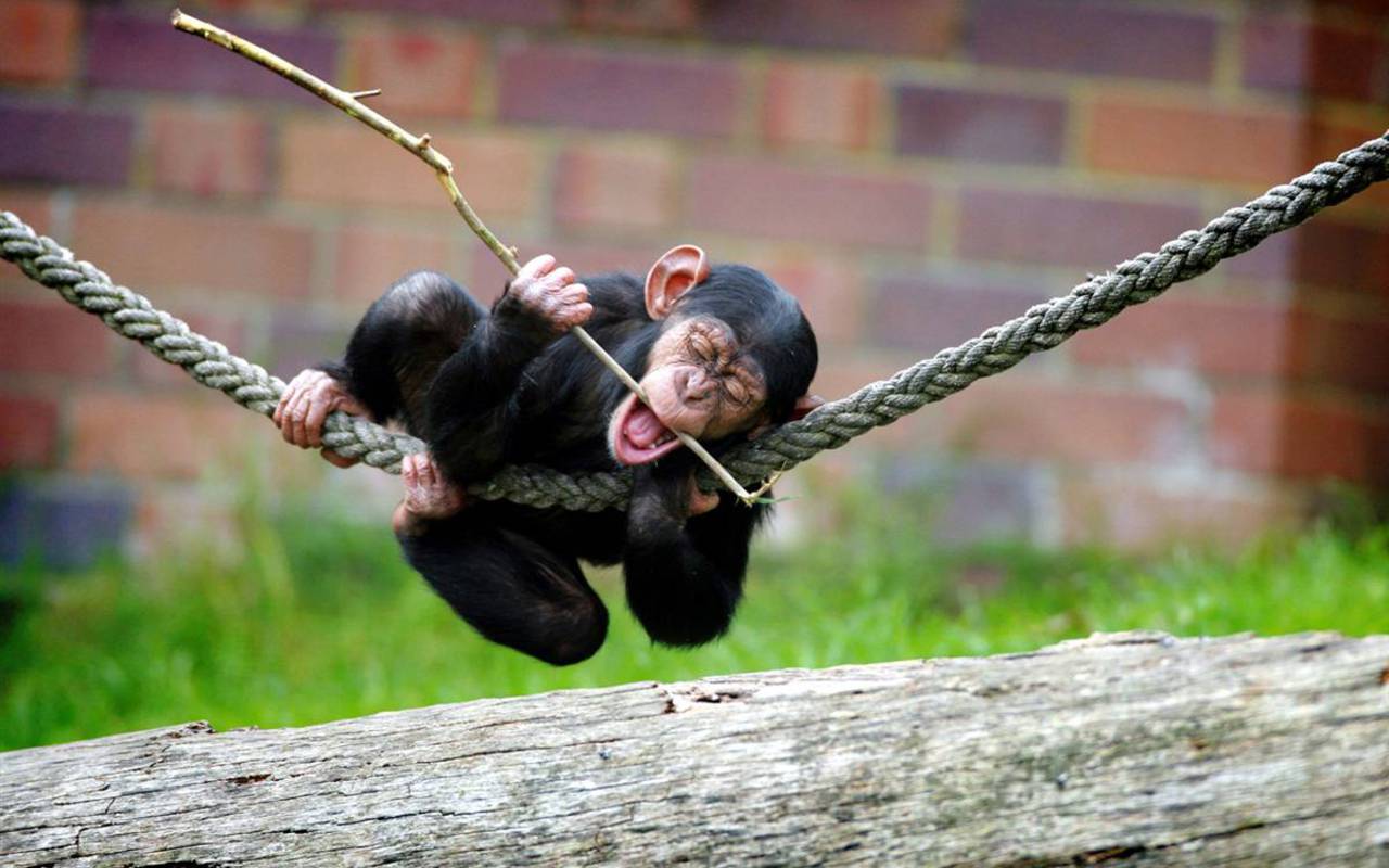 Форма слова. Ответы на все задания. Обезьяны подруги. Шутки про обезьян. Обезьяны в джунглях.