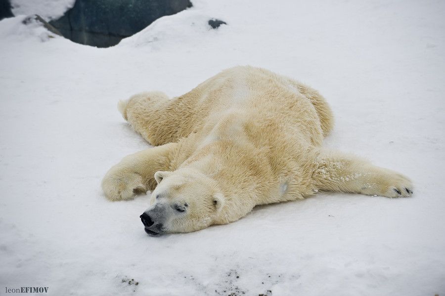 7. Sleeping Polar by Leon Efimov