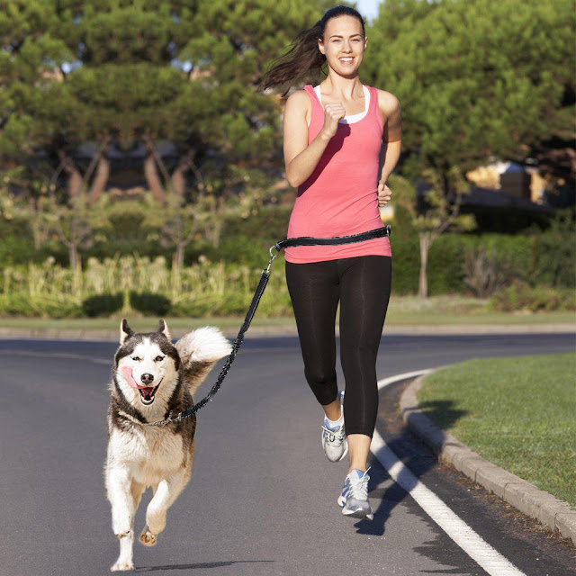 How to Train Your Dog to Run With You