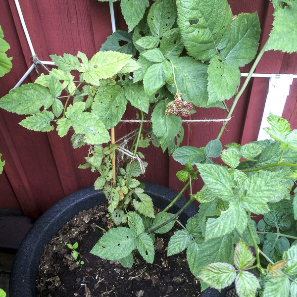 björnbär, blackberries björnbär, blackberries