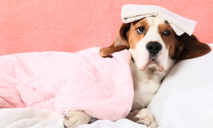 Como fazer o cachorro vomitar com a água oxigenada - Meu Pet