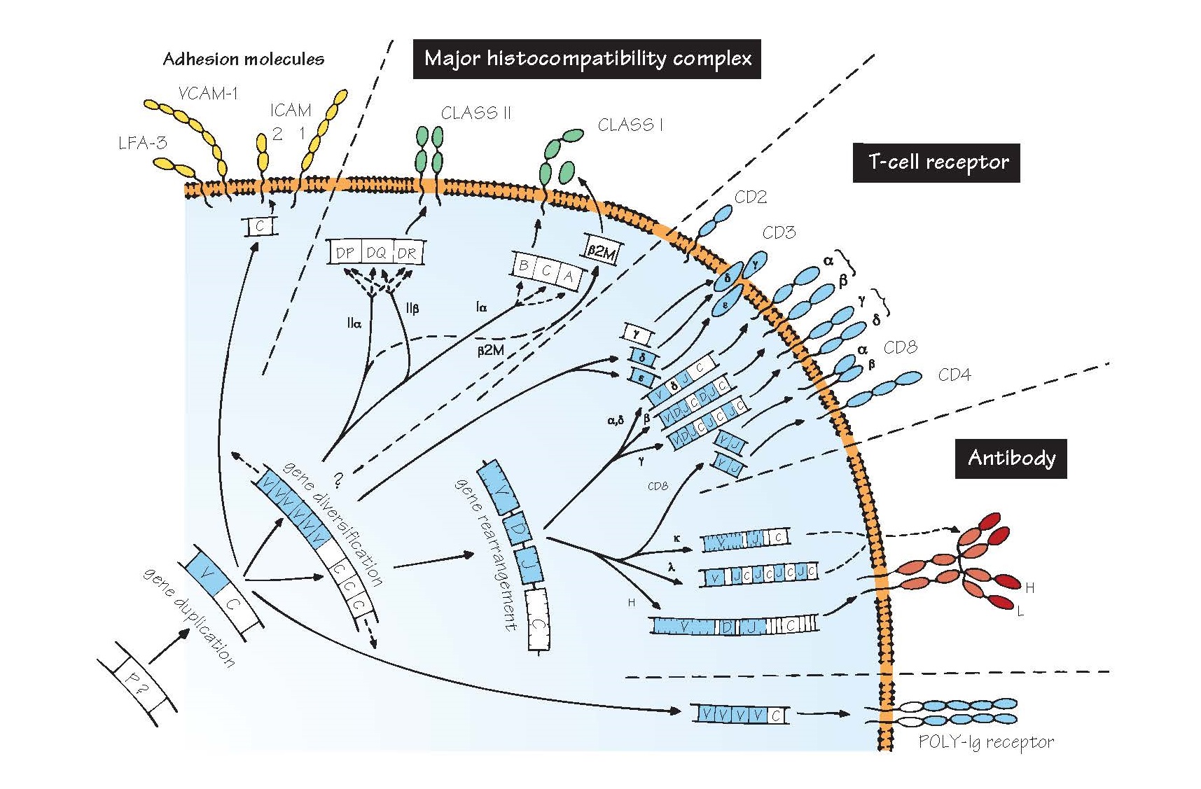 Evolution Of Recognition Molecules: The Immunoglobulin Super Family