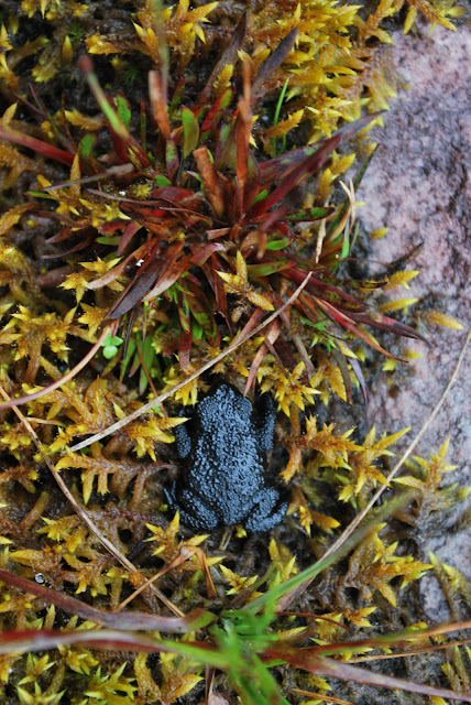 Oreophrynella quelchii (adult) Oreophrynella quelchii (adult)