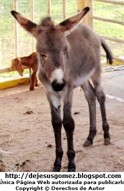 Burro Foto del burro del Nacimiento de Jesús en la Villa de Papa Noel. Foto de un burro de Jesus Gómez