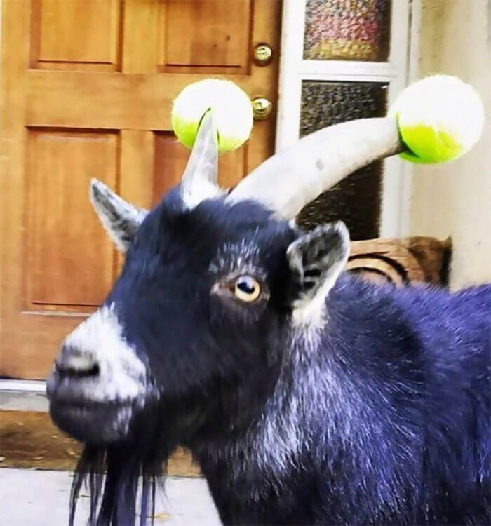 14 Pictures Of Misbehaving Goats That Were Made To Wear Pool Noodles For Everybody’s Safety