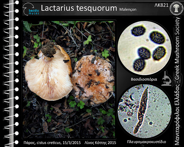 Lactarius tesquorum Malençon