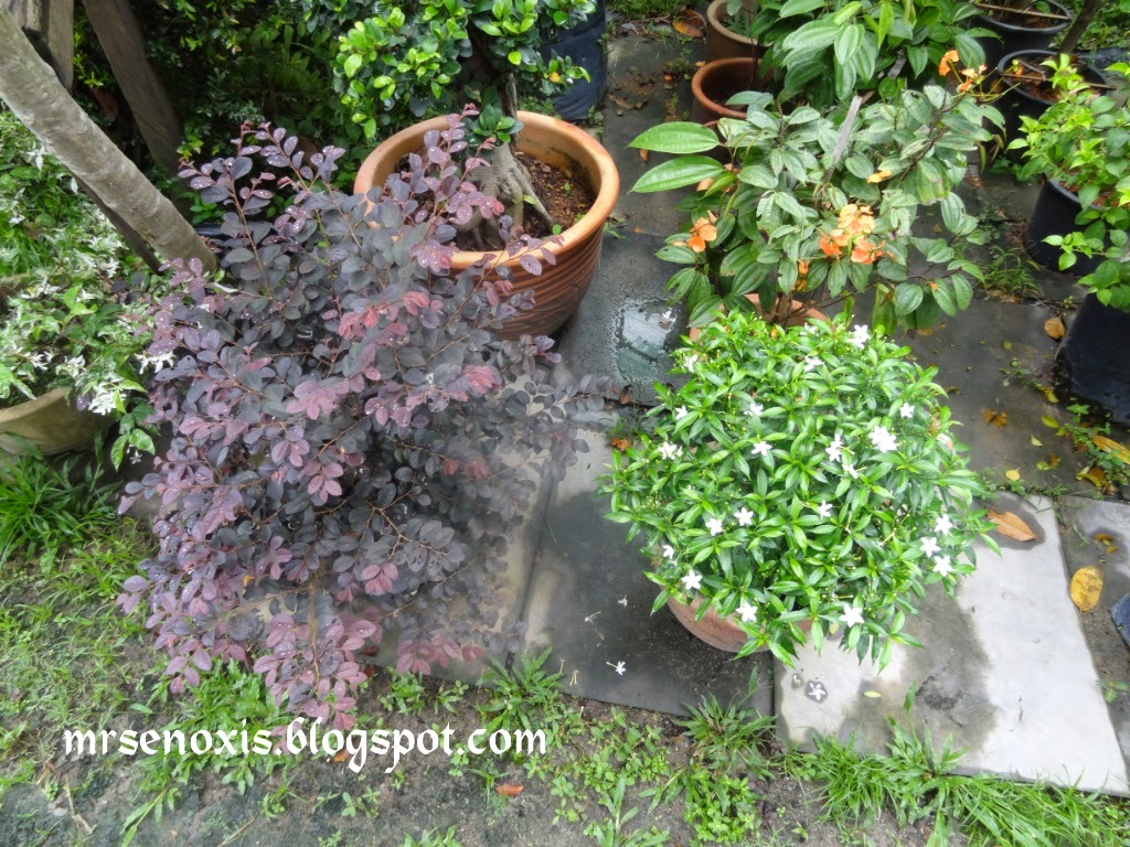 Me as MrsEnoxis Plant Nursery Bangi