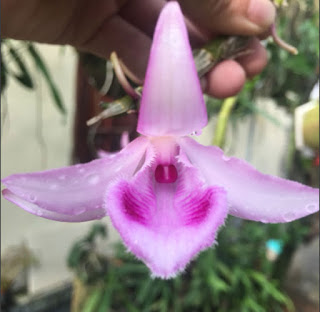 Bán hoa lan đẹp tại Hà Nội