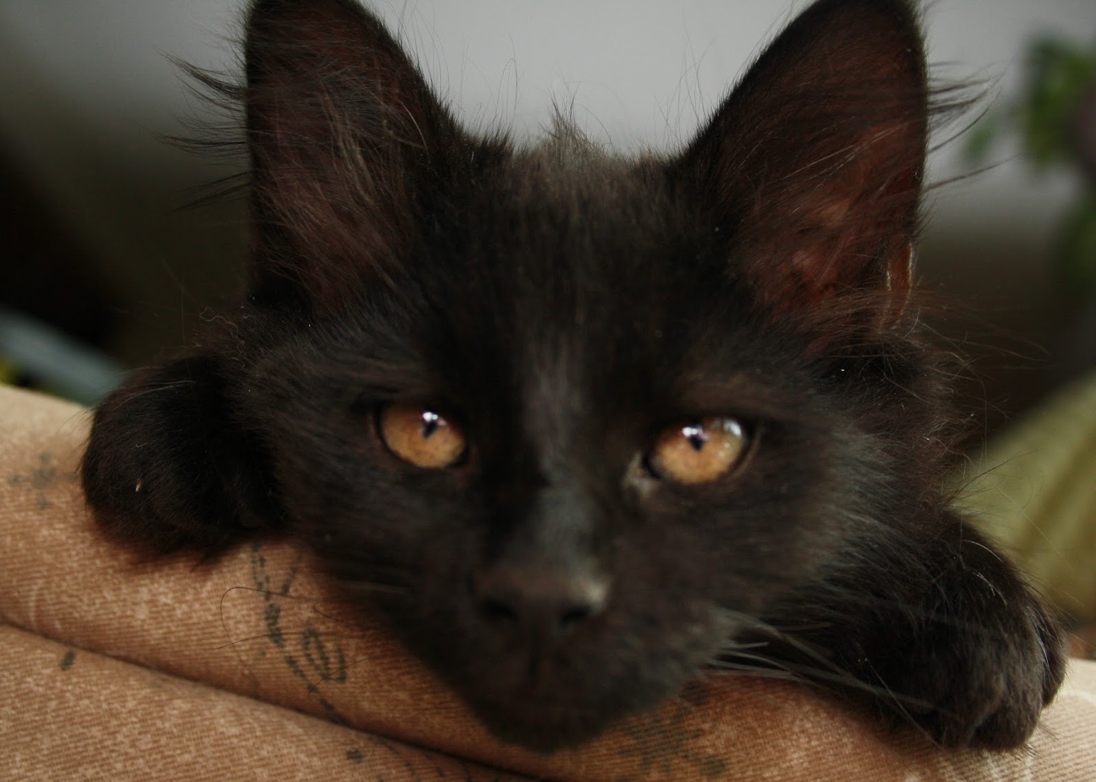 Wandering Cat Studio Cute As A Burton