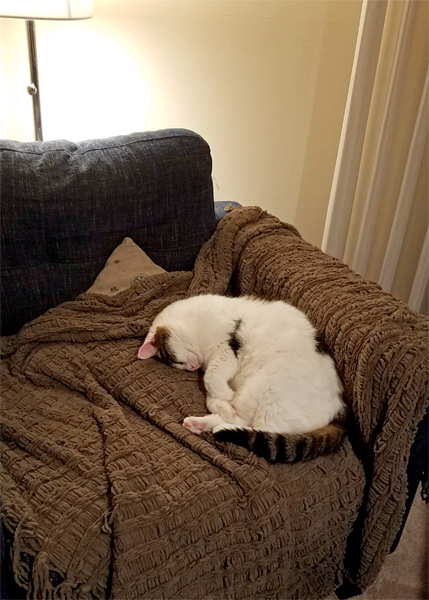 image of Olivia the White Farm Cat curled up asleep atop a brown throw on a blue chair