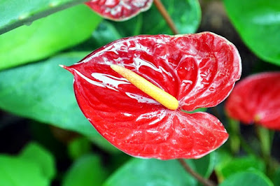 Antúrio Como cultivar o Antúrio