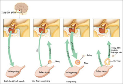 Phương pháp điều trị không rụng trứng