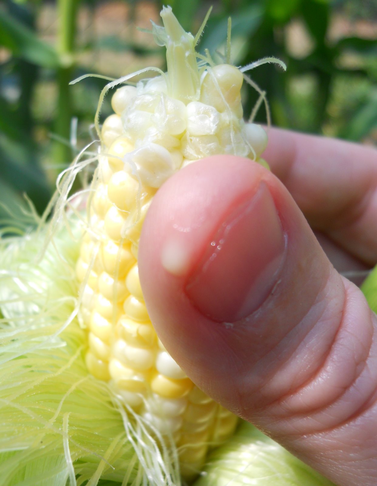 Home Garden Corn Harvest Peaches and Cream
