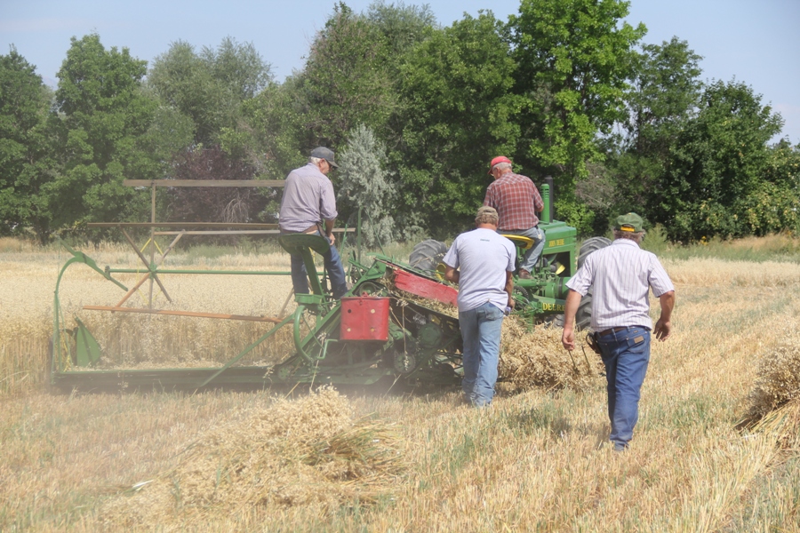 PRO LEISURE CIRCUIT TIRED IRON CLUB BINDING OATS