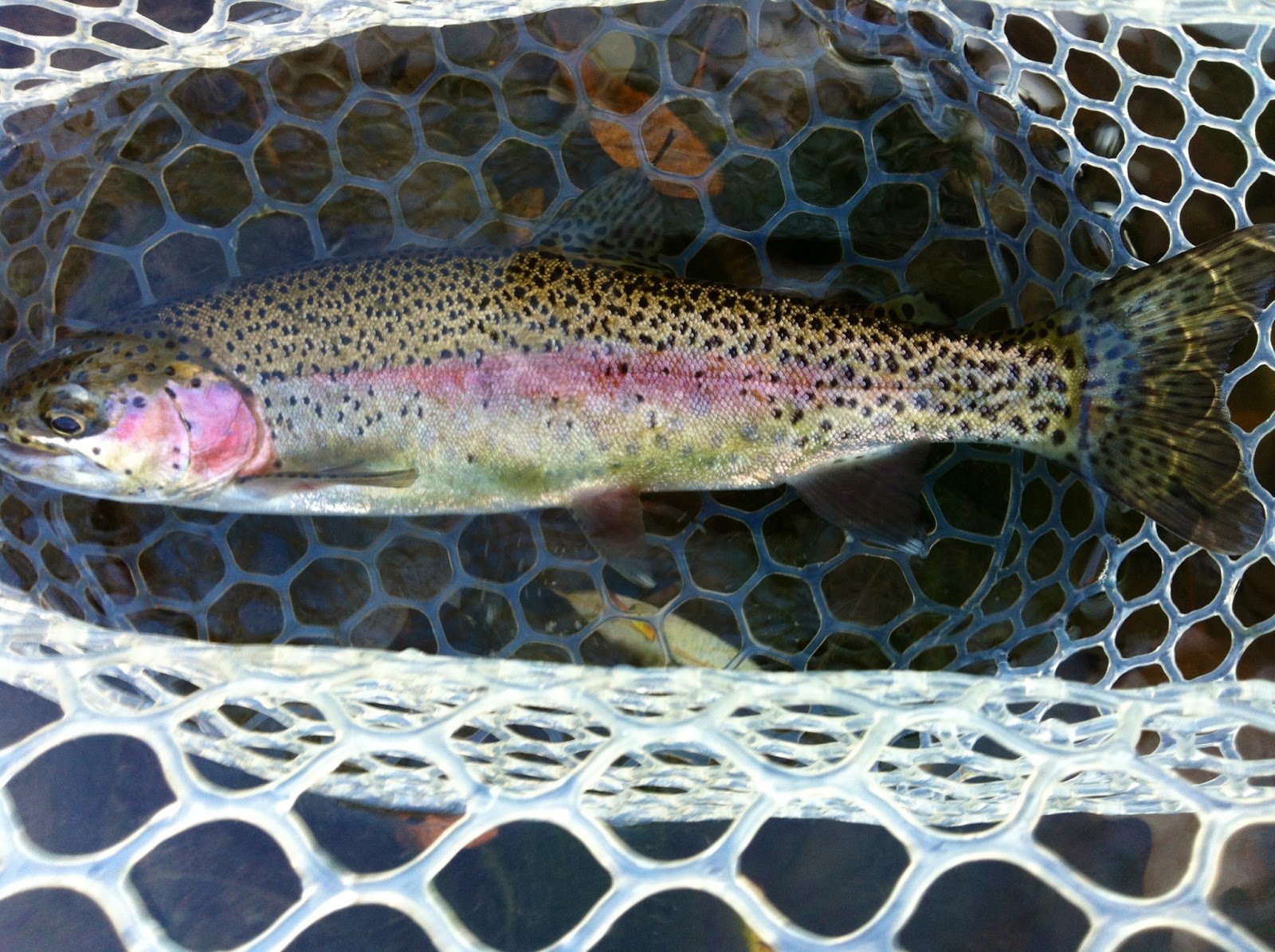 Trout Jockeys Fall Fishing in Upstate New York
