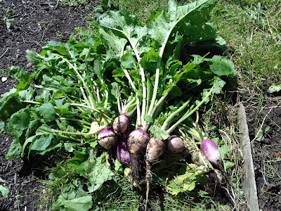 Allotment Growing - Turnips