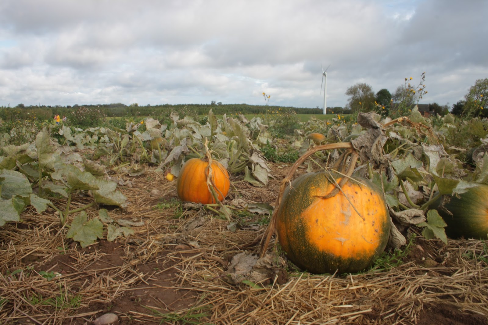Pumpkin Picking At Cattows Farm Leicestershire