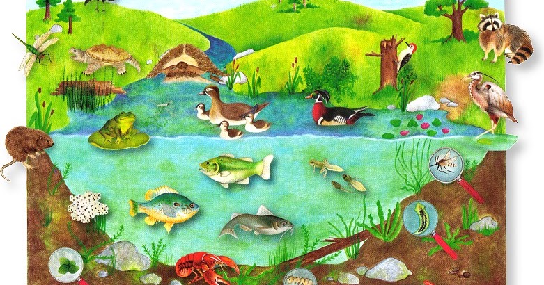 Природные сообщества и их обитатели. Среды обитания животных. Экосистема. Экосистемы для дошкольников. Озерные жители.