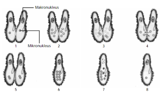 Ciri-Ciri Protozoa dan Klasifikasi Protozoa Ciri-Ciri Protozoa dan Klasifikasi Protozoa